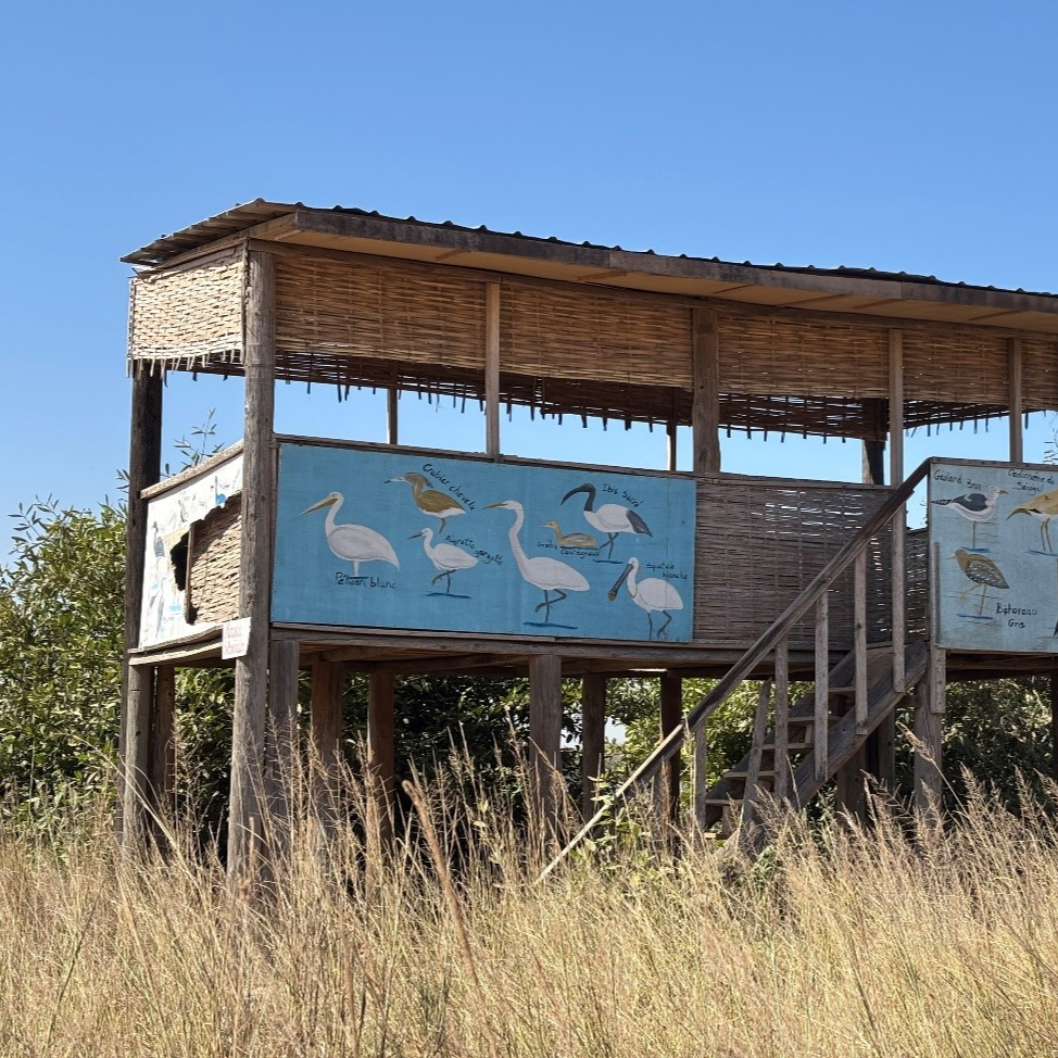 Pikine frena la expansión de la tifa con una solución para crear empleo y mejorar el medio ambiente